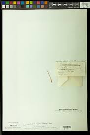 Image result for Digitaria brazzae