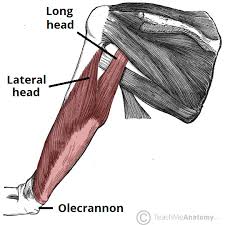 Terms such as flexor (flex the arm), extensor (extend the arm), abductor (move the arm laterally away from. Muscles Of The Upper Arm Biceps Triceps Teachmeanatomy
