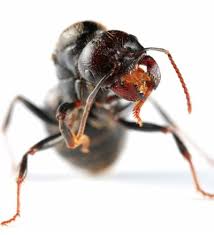 Treatment for carpenter ants involves several steps. Carpenter Ant Identification Batzner Pest Control