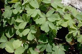 Image result for Aneilema petersii