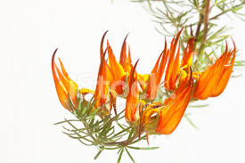 The flowers look like a beak or flickering flame. Parrot S Beak Flower Stock Photos Freeimages Com