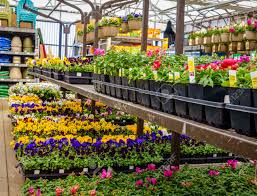 Alibaba.com offers 1,403 buy potted flowers products. Potted Flowers And Plants On Display At A Home Improvement Store Stock Photo Picture And Royalty Free Image Image 64632463