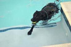 Dog Swim