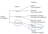 Cheetah Classification Chart Animal Classification