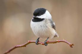 Birds Of A Feather Song Song Bitds Beautiful Birds Bird Feathers Birds