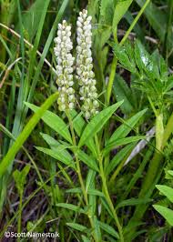 Image result for Polygala seminuda