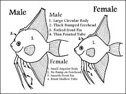 Knowing The Difference Aquarium Fish Tropical Freshwater Fish Angel Fish