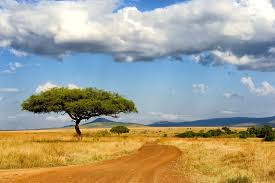 By clicking create alert you accept the terms of use and privacy notice and agree to receive newsletters and promo offers from us. Animal Shipping To Mali Animal Transport Services Air Transport Animal