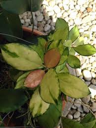 Accepted name in llifle database: Hoya Australis Varieties