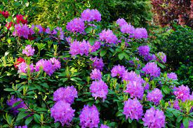 Rhododendren richtig zu schneiden kann eine anspruchsvolle aufgabe sein, denn nicht jeder vertreter der sorte gibt sich. Rhododendron Schneiden Wann Wie Plantura