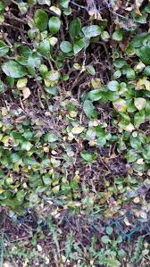 My privet hedge seems to be dying. Privet Hedge Slowly Dying Bbc Gardeners World Magazine