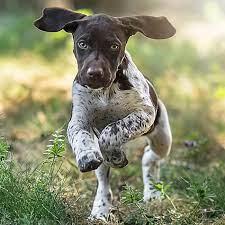 Lovely german shorthaired pointer puppies for sale,8 weeks old microchipped, kennel club registered,good pedigree,ready to go. Caring For Your German Shorthaired Pointer Puppy German Shorthaired Pointer Breeders