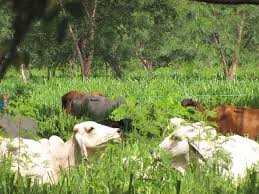 Coffee machine descaler wilko johnson. A Method For Assessing Sustainability With Beef Production As An Example Broom Biological Reviews Wiley Online Library