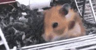 13 Gifs With Unexpected Endings Funny Vines Best Funny Pictures Hamster