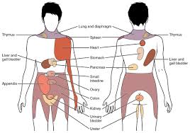 There will be a decreased range of motion of the affected area of the spine and pain. Referred Pain Wikipedia