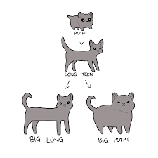 The life cycle of cat is different from life cycle of hen, frog etc. Mary Cagle On Twitter Life Cycle Of Cat