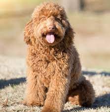 Your new best friend is just a hop, skip & jump away at petland dallas. Dallas Labradoodle Puppies For Sale Breeding Studs Services