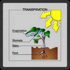 Ocr As Biology Revision Part 2 More Plants Biology Worksheet Biology Revision Biology