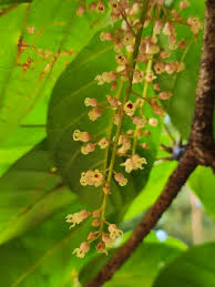 Image result for Sterculia subviolacea