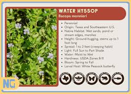 Image result for Hyparrhenia mobukensis