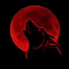 Images & pictures of wolves wolf wallpaper download 648 photos. Red Wolf Wallpapers Top Free Red Wolf Backgrounds Wallpaperaccess