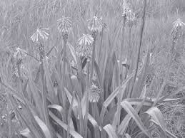 Image result for Habenaria pasmithii