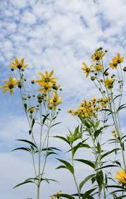 Maybe you would like to learn more about one of these? Coreopsis Tripteris Golden Crown Tall Coreopsis Tall Tickseed North Carolina Extension Gardener Plant Toolbox