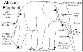 African Elephant