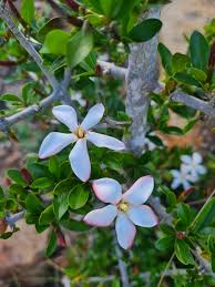 Image result for Hyperacanthus microphyllus