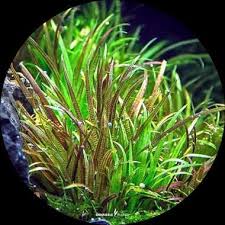 Image result for Blyxa