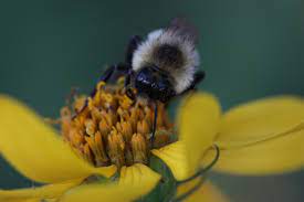 Feb 07, 2020 · in that case, bees are known to eat honey blocks, if placed near a hive or nest. The Truth About Bees Canadian Geographic