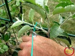 Comment Former Un Espalier Ou Une Palmette Ma Passion Du Verger Arbre Fruitier Verger Fruitier