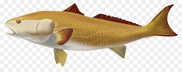 Maybe you would like to learn more about one of these? Produk Ikan Ikan Tulang Ikan Gambar Png
