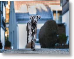 Beautiful Great Dane #17 Metal Print