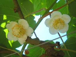 Image result for Actinidiaceae