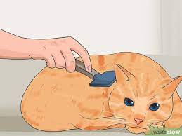 But during these snuggle sessions, you might realize that your favorite. 3 Ways To Keep Cats From Shedding Wikihow
