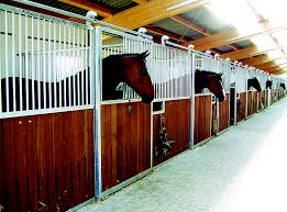 Brown bay horse view out the stable in a barn. Design A Better Horse Stall Horse Journals
