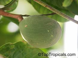 Image result for Tabernaemontana crassa