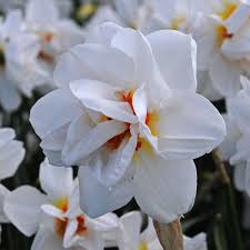 Die Narzisse Viktoria Von Dem Bussche Wurde Nach Der Gartenbegeisterten Schlossherrin Von Ippenburg Benannt Blumenzwiebeln Pflanzen Fruhlingsgarten Narzissen