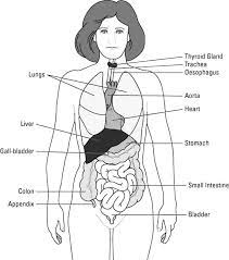 Maybe you would like to learn more about one of these? Whole Human Body Diagram Coloring Pages Coloring Sky