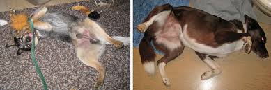 For the same reason why dogs like belly rubs, it can be very different when they are stroked firmly by a stranger. Dbpm To Pet Or Not To Pet Success Just Clicks Dog Training