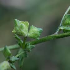 Image result for Amaranthaceae