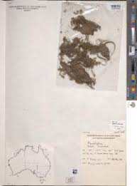 Image result for Rotala capensis