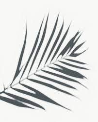Download Premium Png Of Shadow Of Palm Leaves On A White Wall 557627 Palm Tree Photography Leaf Photography Shadow