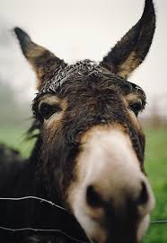 Indigo Crossing Animals Animals Beautiful Animals Friends