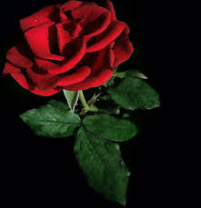 Apakah bunga sakura bisa dijadikan tanda cinta?menurut aku itu lebih unik aja.^_^ Bunga Mawar Merah Wallpaper Bunga Hd Wallpapershit