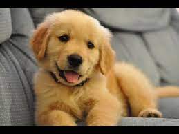 They are also very photogenic. Best Of Cute Golden Retriever Puppies Compilation Youtube