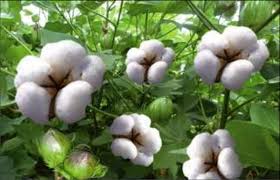 Sustainable Cotton Plant [14] | Download Scientific Diagram