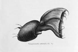 Strategi ini menunjukkan adaptasi unik yang memungkinkan cumi. 6 Fakta Unik Vampire Squid Vampir Misterius Dari Laut Dalam