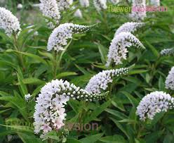 Image result for Lysimachia